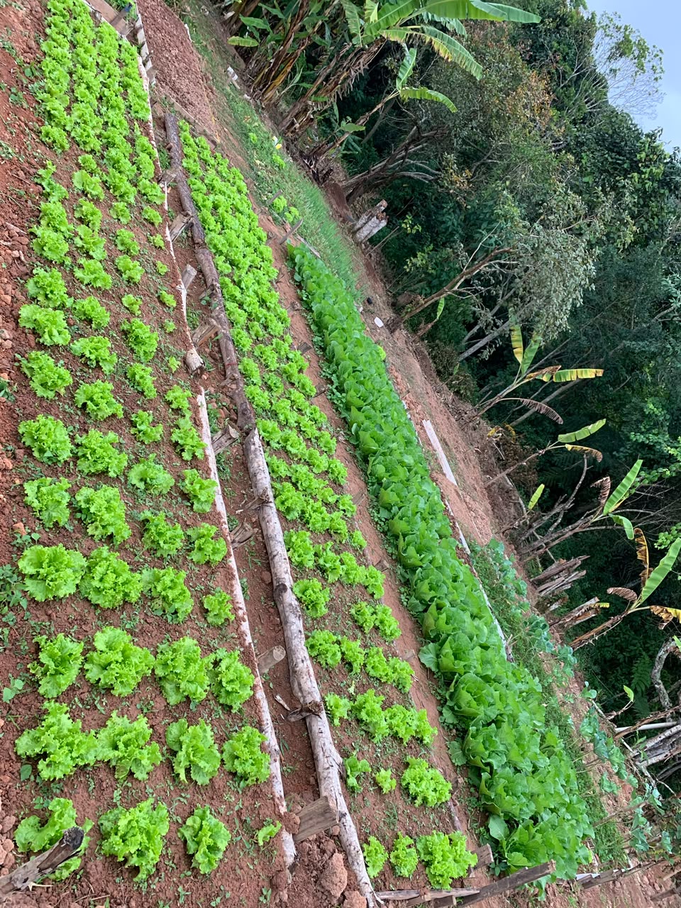Horta cultivada pelos acolhidos